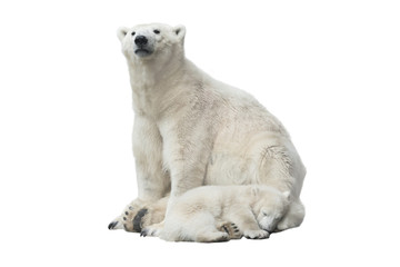 Polar bear
