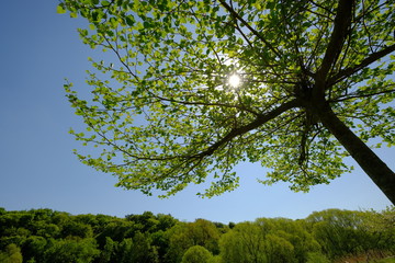 Baumkrone im Frühling