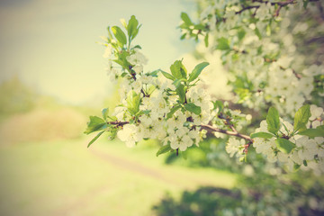 Cherry blossom in spring