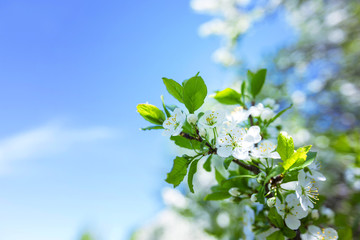 Cherry blossom in spring