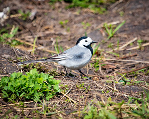 Portrait of a little bird in the garden