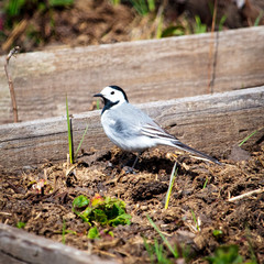 Portrait of a little bird in the garden