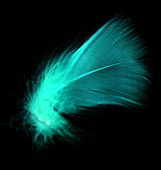 Naklejka premium Blue feather on a black background