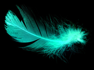 Blue feather on a black background