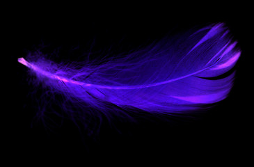 Blue feather on a black background