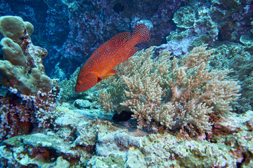 Coral Grouper