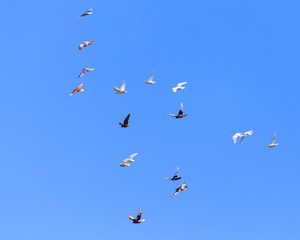 A flock of pigeons in flight against the blue sky
