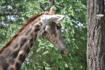 portrait of giraffe
