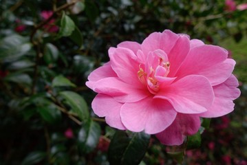 Pink Camelia in Full Bloom