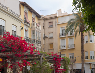 Fototapeta na wymiar square of Alicante embellished with a flowered bougainvillea, Costa Blanca Spain