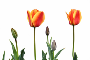 白背景のチューリップ

