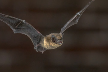Close up of Flying Pipistrelle bat
