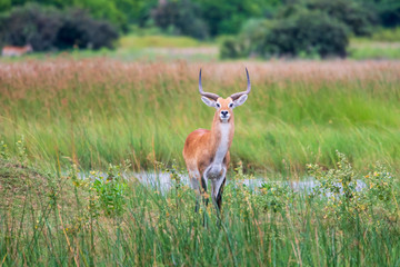 running antelope Waterbuck (Kobus ellipsiprymnus) in the african savannah namibia kruger park botswana masai mara	