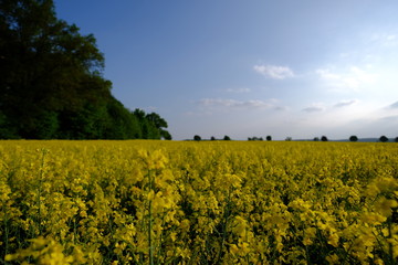 Obraz premium Rapsfeld im Mai / Impressionen