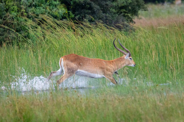Naklejka na ściany i meble running antelope Waterbuck (Kobus ellipsiprymnus) in the african savannah namibia kruger park botswana masai mara 
