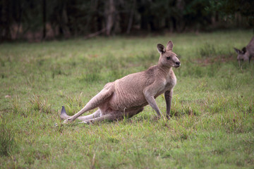 Eastern Grey kangaroo