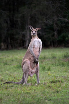Male Eastern Grey Kangaroo standing on hind legs