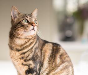 Beautiful relaxed domestic cat at home