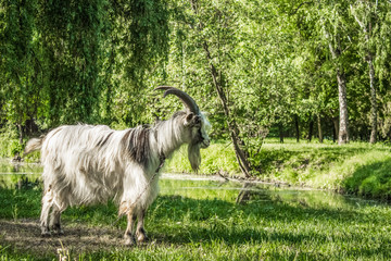 goat in park