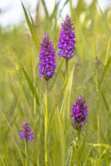 Group of Western Marsh Orchid in family pose
