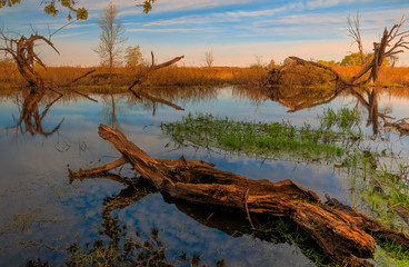 Dzika Wiosenna Biebrza  © Wojciech Lisiński