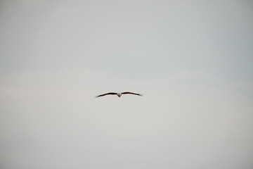 flying Brahminy Kite at Bangpu Recreation Center; Samut Prakan; Thailand