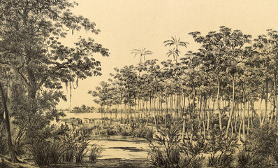 Nature of South America.