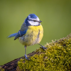 Blue tit on mossy log