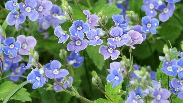 Veronica chamaedrys - blue blossoms in spring. Spring floral background. 