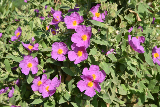 Ciste cotonneux rose dans le maquis corse