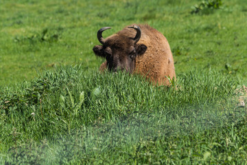 Great wisent lies on green prairie grass.