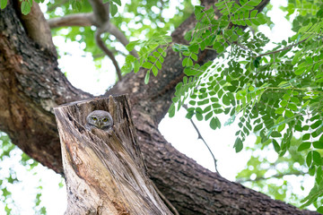 Obraz premium spotted owl in Thailand