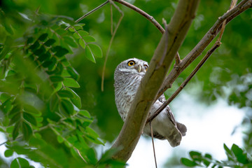 spotted owl in Thailand