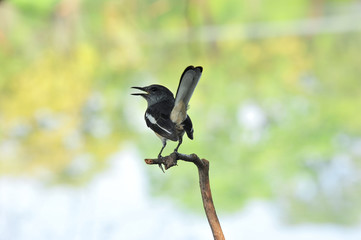 Fototapeta premium Oriental magpie robin