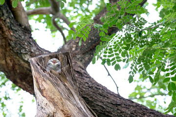 spotted owl in Thailand