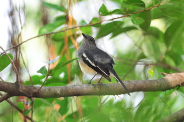 Oriental magpie robin