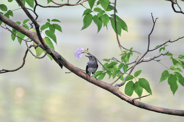 Oriental magpie robin