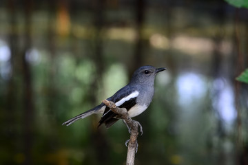 Fototapeta premium Oriental magpie robin