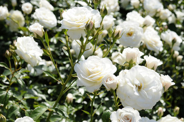 Fototapeta premium 白い薔薇