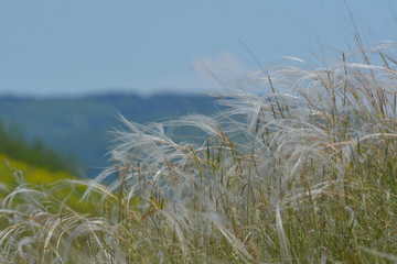 Obraz premium Silky grass - softness high grass