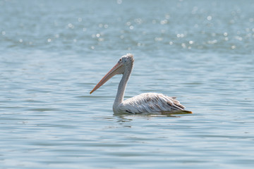 spot billed pelican or grey pelican in Thailand