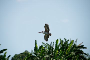 Flying spot billed pelican or grey pelican in Thailand