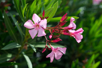 Decorative flowers in blossom during spring in Halkidiki, Greece