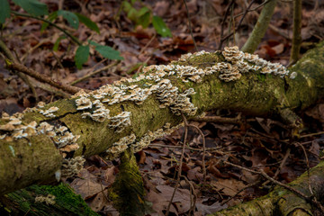 Swamp