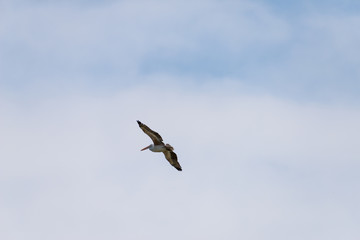 Flying spot billed pelican or grey pelican in Thailand