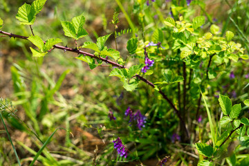 Spring flowers in Halkidiki, Greece