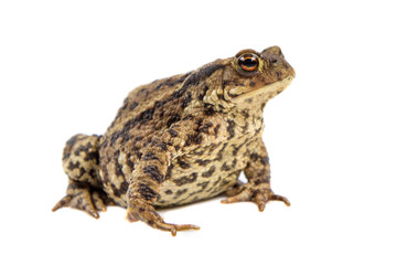 Toad on white background