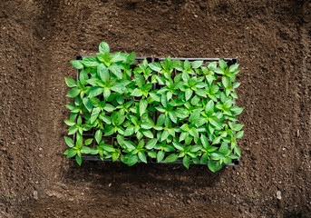 Layout composition for farming, agriculture and olericulture horticulture. Beautiful juicy Fresh green young seedlings of sweet pepper plants in box at brown soil is top view, copy space.