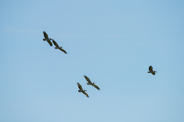 Flying spot billed pelican or grey pelican in Thailand