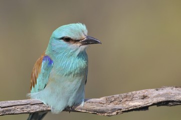 European roller perched on a branch. Coracias garrulus.